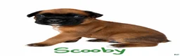 Boxer dogs for sale: Scooby - Ad 2