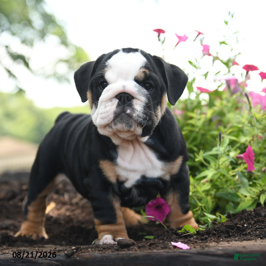 English Bulldog dogs Nicky - Ad 2