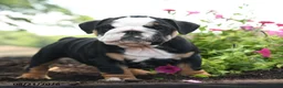 English Bulldog dogs for sale: Nicky - Ad 2
