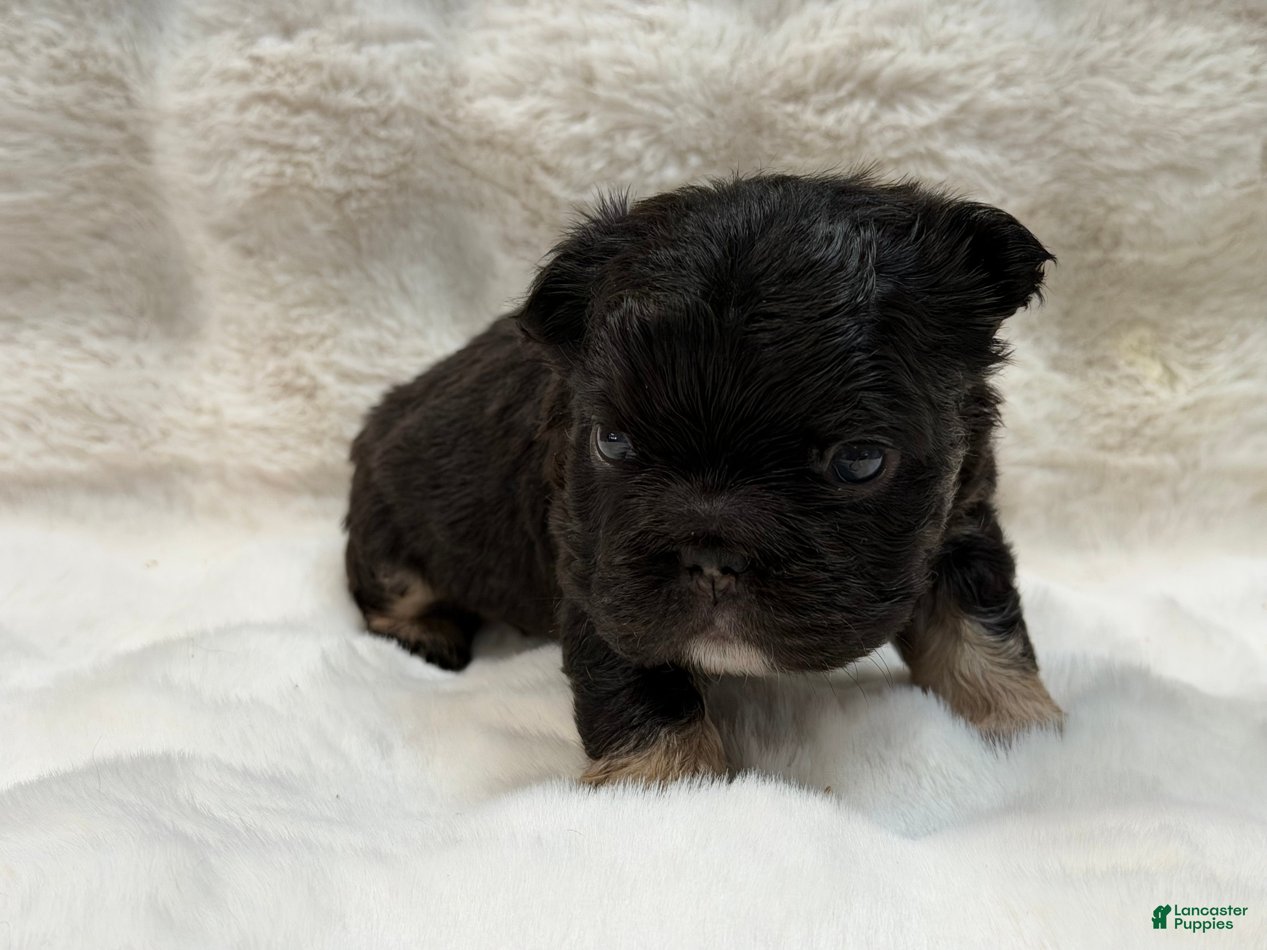 French Bulldog dogs French Bulldog 1 - Ad 2