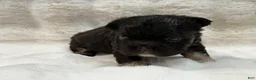 French Bulldog dogs for sale: French Bulldog 1 - Ad 2