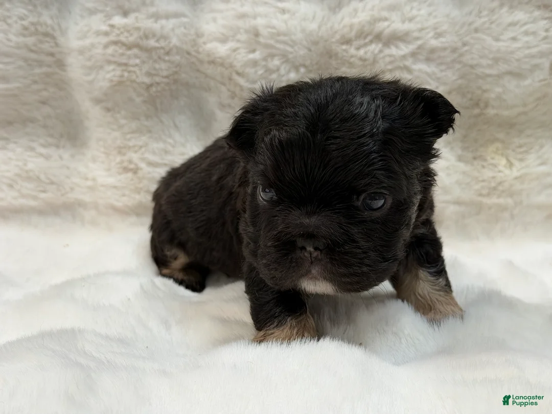 French Bulldog dogs for sale: French Bulldog 1 - Ad 2