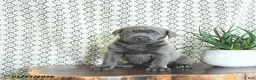 Cane Corso dogs for sale: Bella   - Ad 2