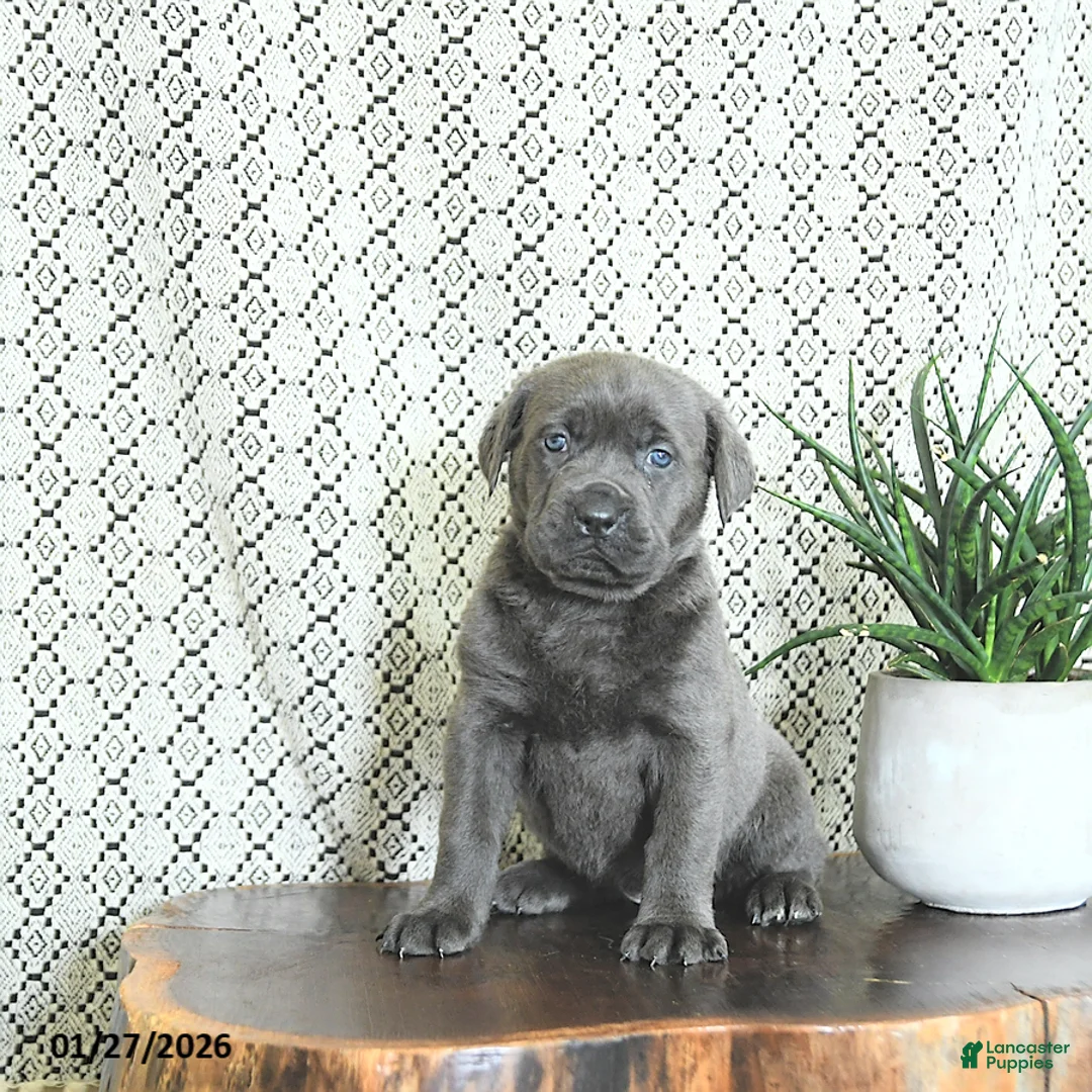 Cane Corso dogs for sale: Bella   - Ad 2