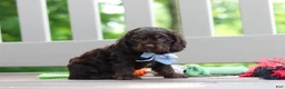 Cocker Spaniel dogs for sale: Charlie - Ad 3