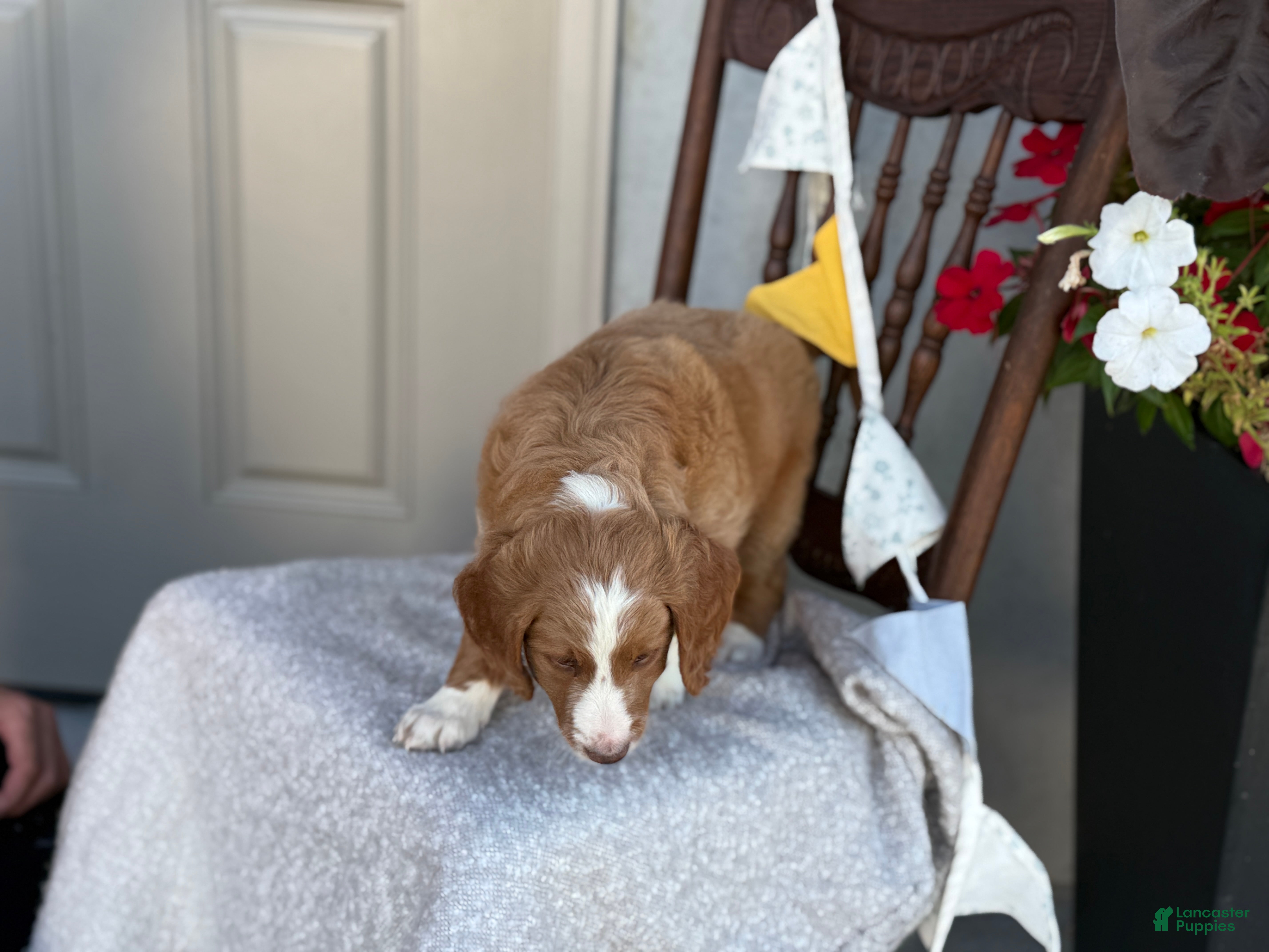 Goldendoodle dogs Corrie - Ad 2