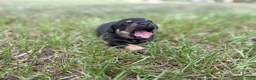 Mixed Breed dogs for sale: Beef - Ad 8