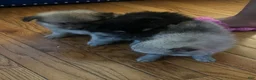 Pomeranian dogs for sale: Pomeranian 3 - Ad 11