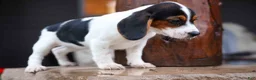 Beagle dogs for sale: Dolly💗 - Ad 7