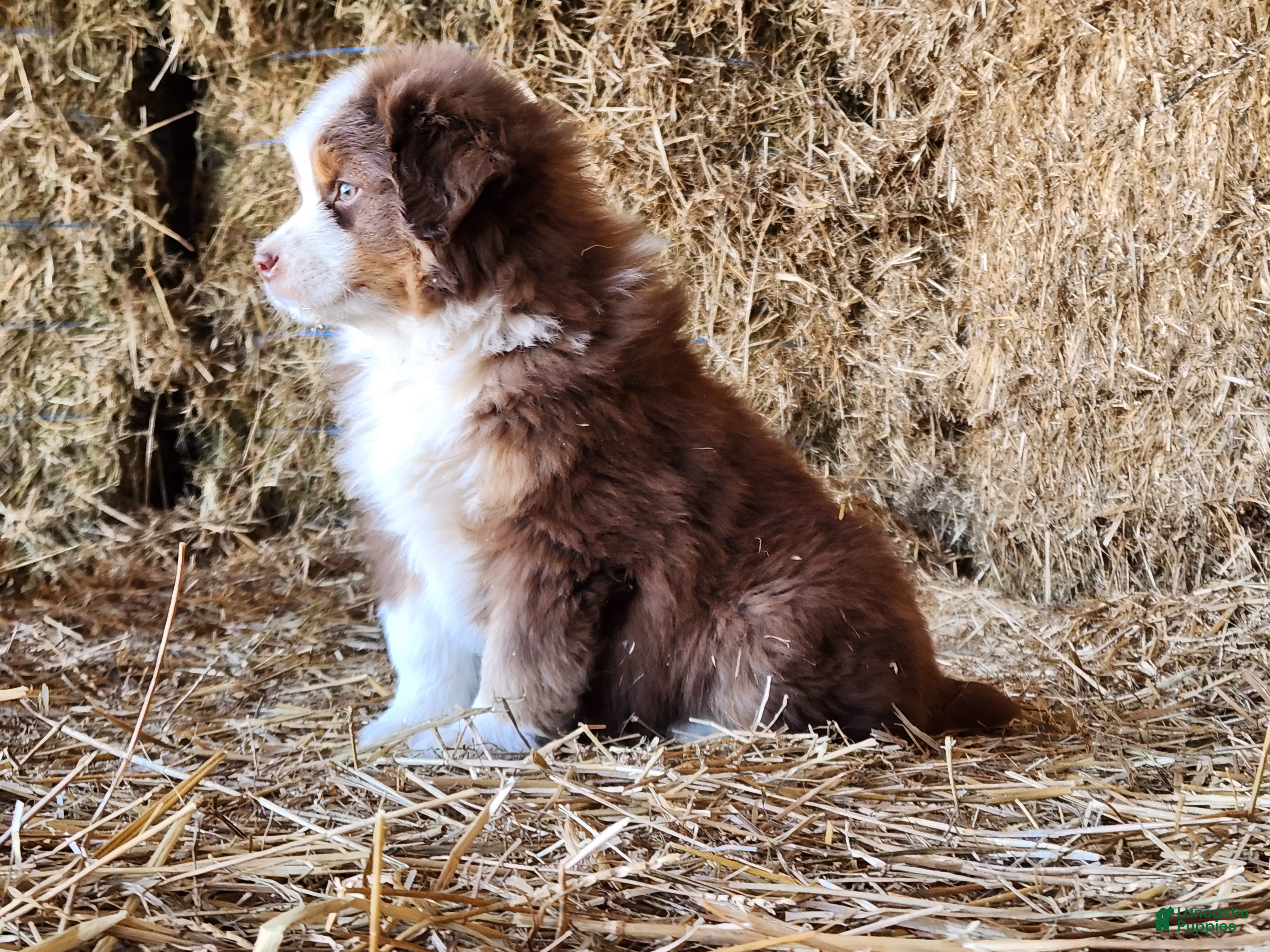 Mixed Breed dogs Kodiak - Ad 2