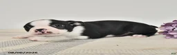 Boston Terrier dogs for sale: Jasper - Ad 2