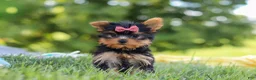 Yorkshire Terrier dogs for sale: Lila - Ad 6