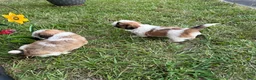 Shih Tzu dogs for sale: Shih Tzu 1 - Ad 6