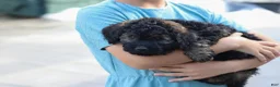 Bernedoodle dogs for sale: Sammy - Ad 4