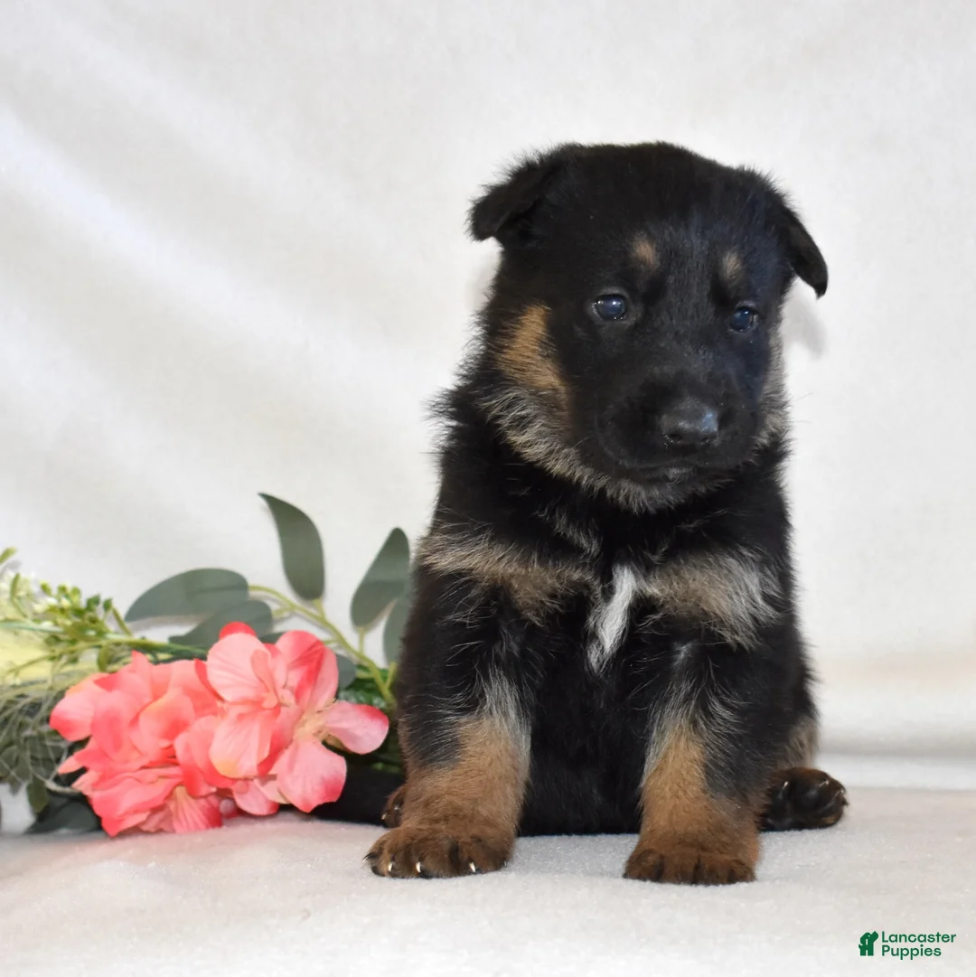 German Shepherd dogs for sale: Savannah - Ad 3