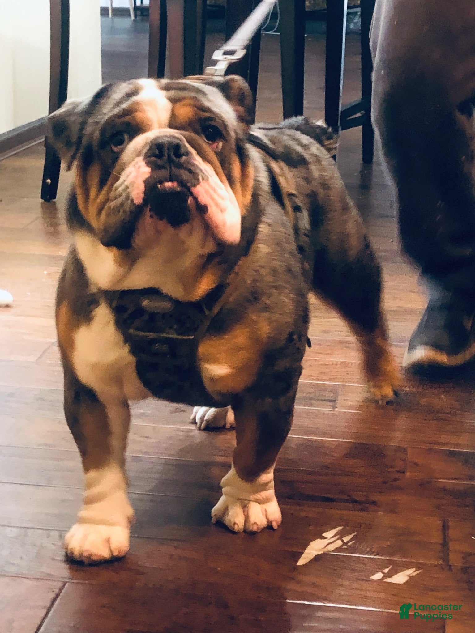 English Bulldog dogs English Bulldog 1 - Ad 36
