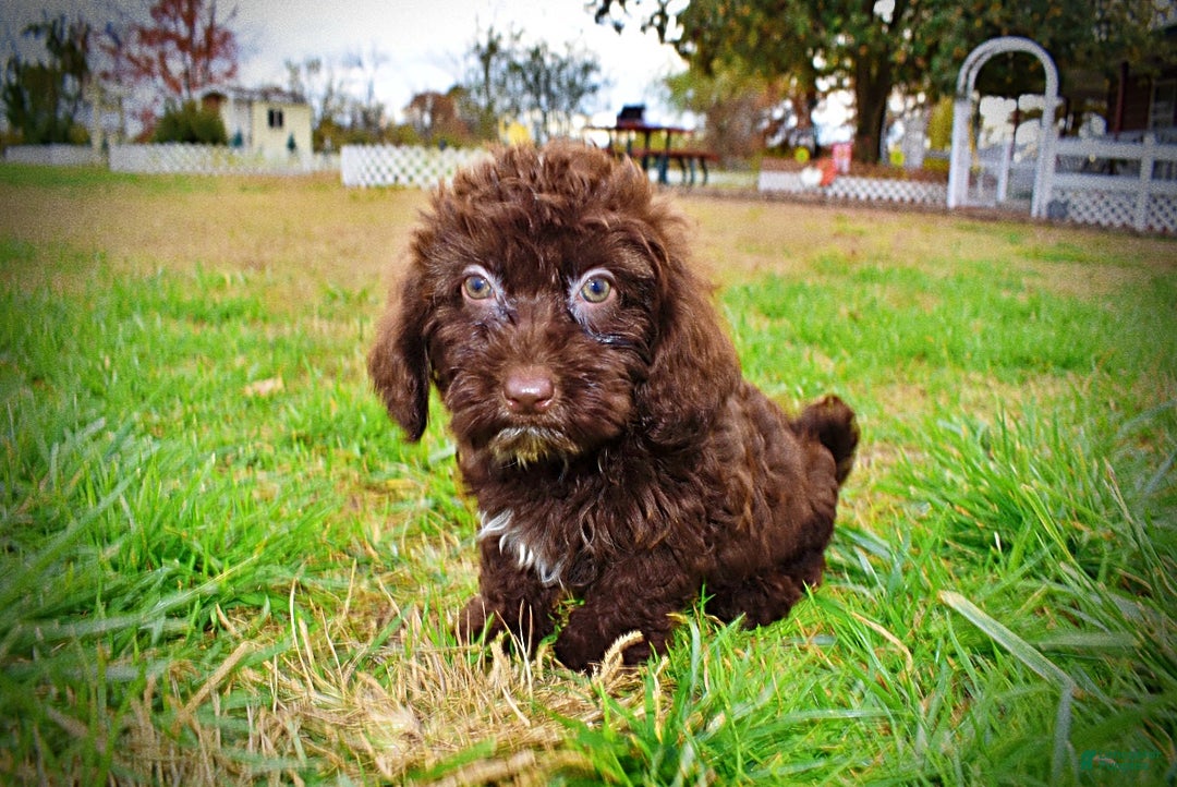 Havapoo dogs for sale: Lady - Ad 20