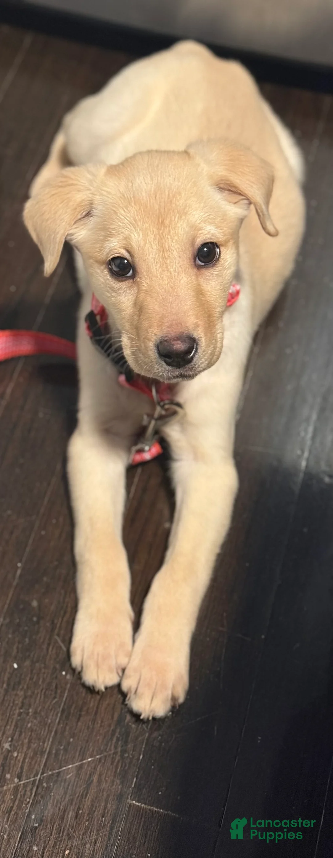 Labrador Retriever dogs for sale: Labrador Retriever Puppy 1 - Ad 2