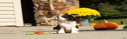Cavalier King Charles Spaniel dogs for sale: Kaylee - Ad 3