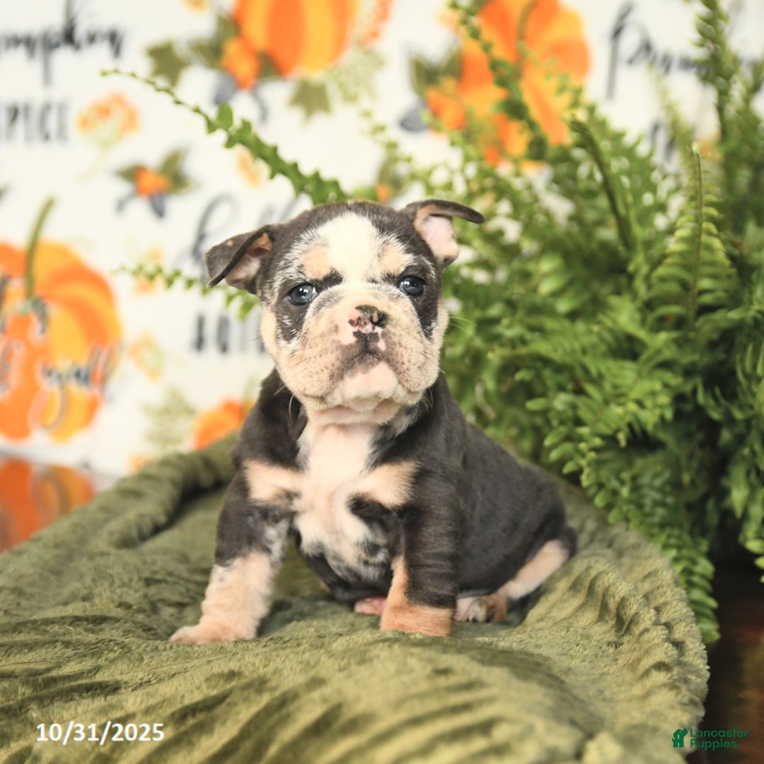 Mixed Breed dogs for sale: Meadow - Ad 1