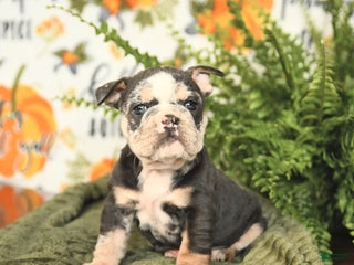 Mixed Breed dogs Meadow - Ad 33