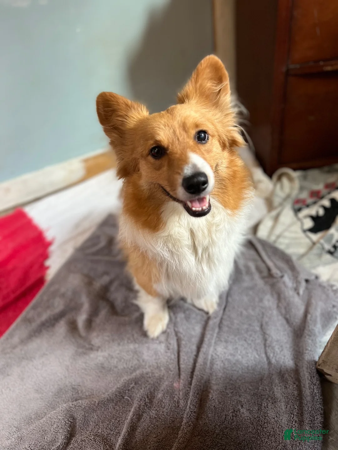 Mixed Breed dogs for sale: Cece - Ad 5