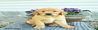 Teddy 