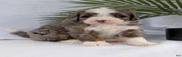 Mini Bernedoodle dogs for sale: Mini Darcy  - Ad 29