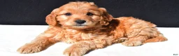 Mini Goldendoodle dogs for sale: Archie - Ad 6