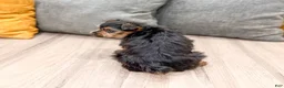 Yorkshire Terrier dogs for sale: Jace - Ad 8