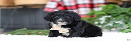Portuguese Water Dog dogs for sale: Zeke - Ad 3