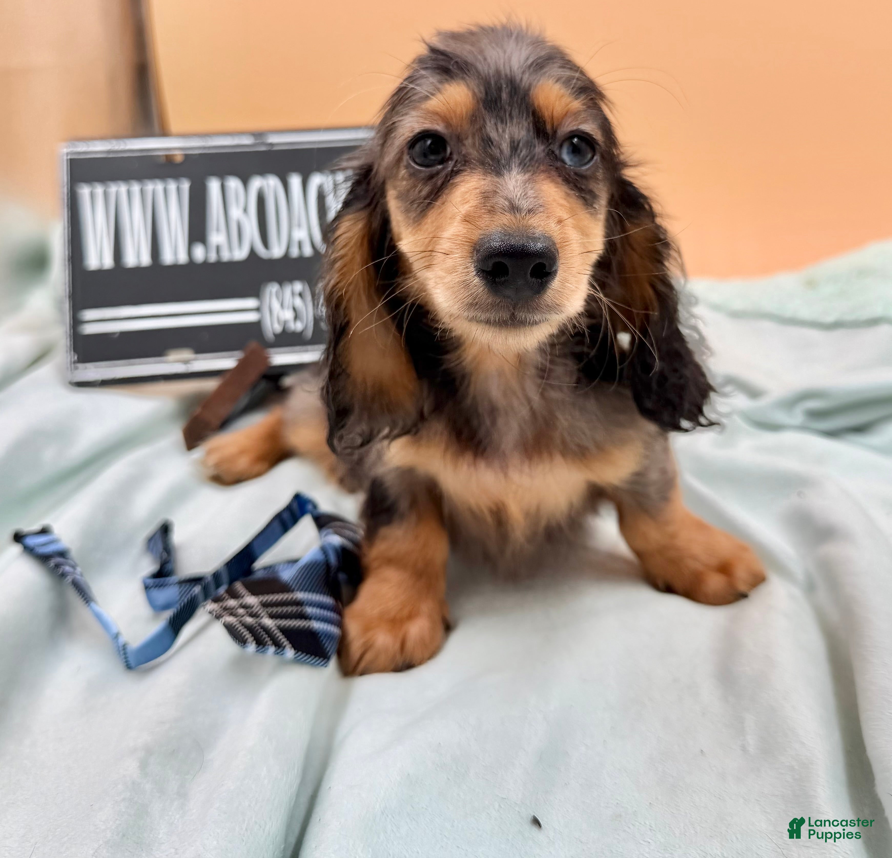 Miniature Dachshund dogs AKC GCH Frapp Russian  - Ad 37