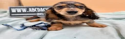 Miniature Dachshund dogs for sale: AKC GCH Frapp Russian blue eye - Ad 1