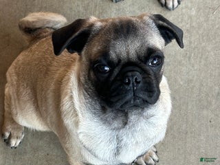 Pug dogs Pug Puppy 2 - Ad 5