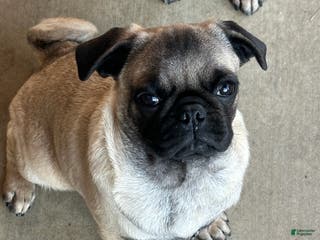 Pug dogs Pug Puppy 2 - Ad 5