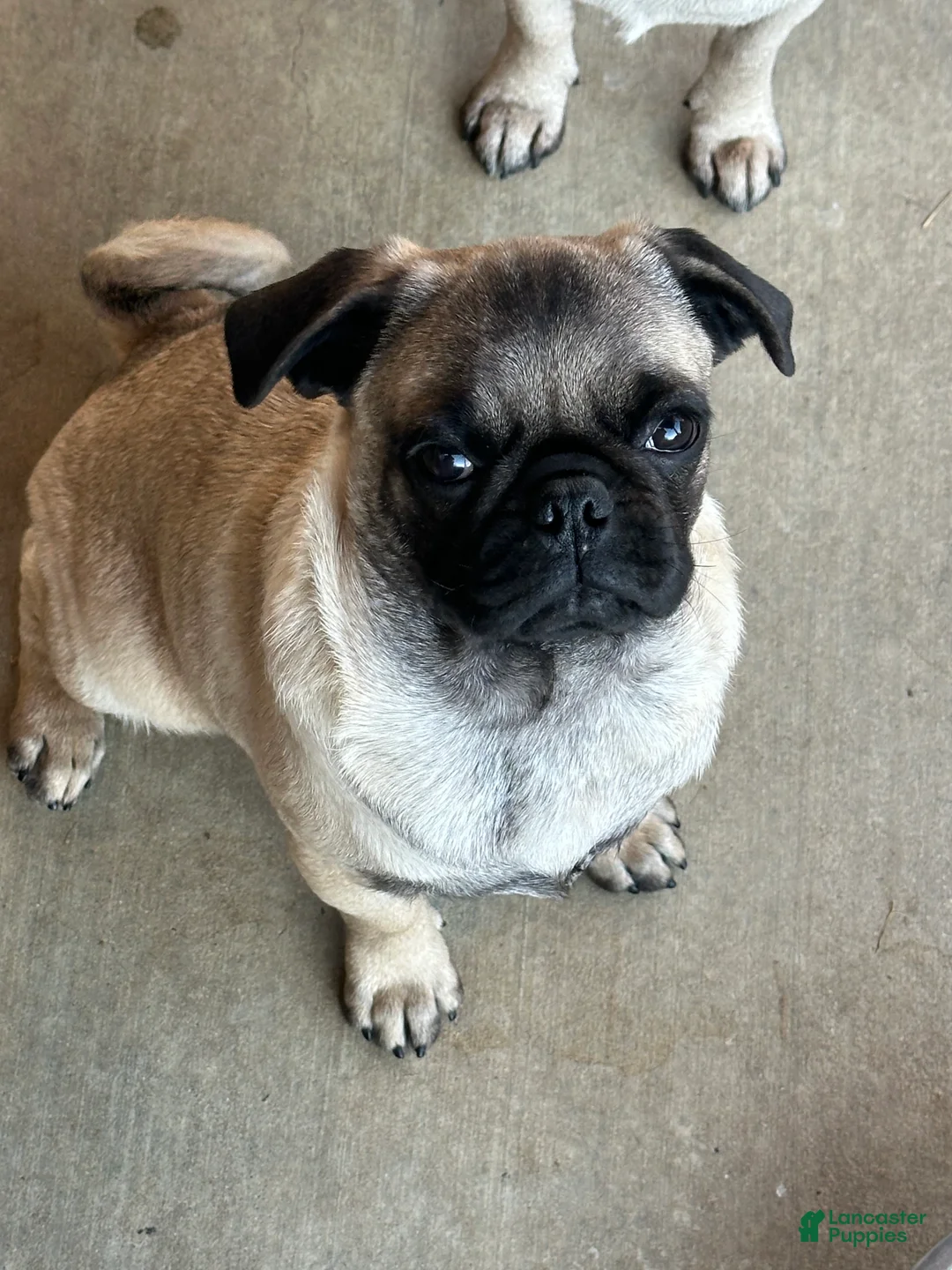 Pug dogs for sale: Pug Puppy 2 - Ad 1