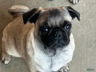 Pug dogs Pug Puppy 2 - Ad 2