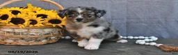 Australian Shepherd dogs for sale: Ted - Ad 3