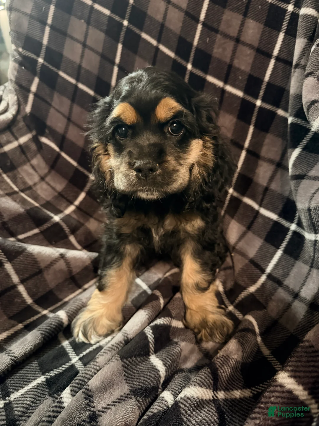 Cocker Spaniel dogs for sale: Black/Tan Female # 2 - Ad 2