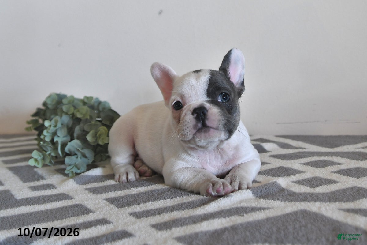 French Bulldog dogs Grace - Ad 1