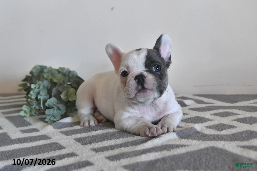 French Bulldog dogs for sale: Grace - Ad 1