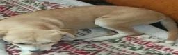 Mixed Breed dogs for sale: Mixed Breed 1 - Ad 2