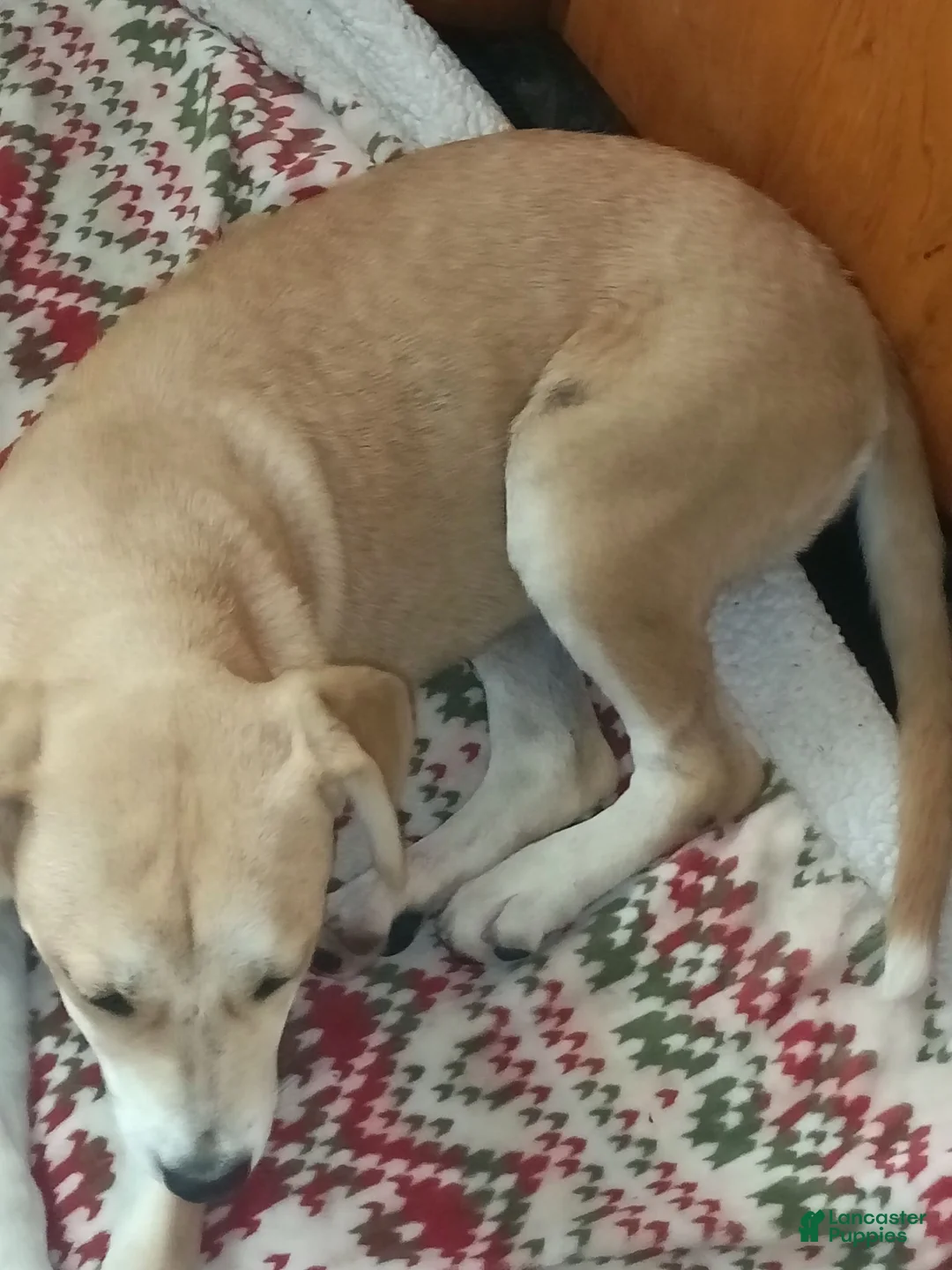 Mixed Breed dogs for sale: Mixed Breed 1 - Ad 2