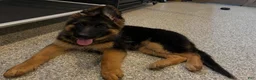 German Shepherd dogs for sale: Babette - Ad 5