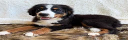 Bernedoodle dogs for sale: Cooper ❤️ - Ad 4