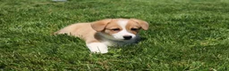 Welsh Corgi Pembroke dogs for sale: Milo  - Ad 4