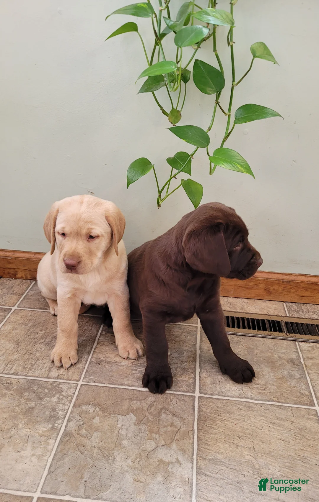 Labrador Retriever dogs for sale: Paisley  - Ad 3