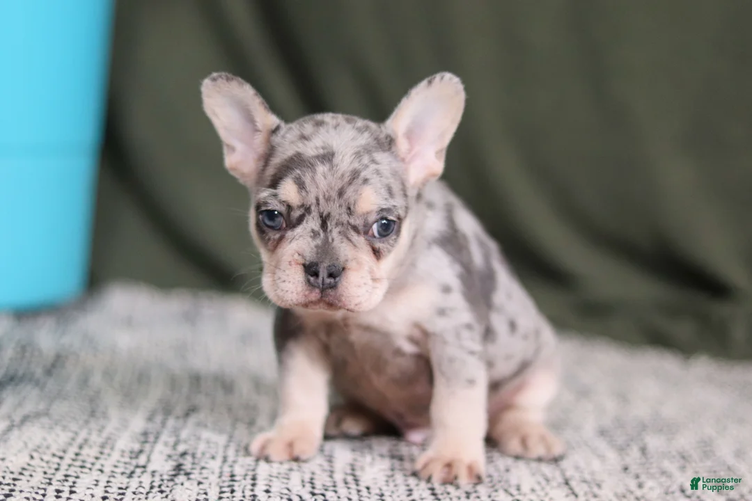 French Bulldog dogs for sale: Bently - Ad 3