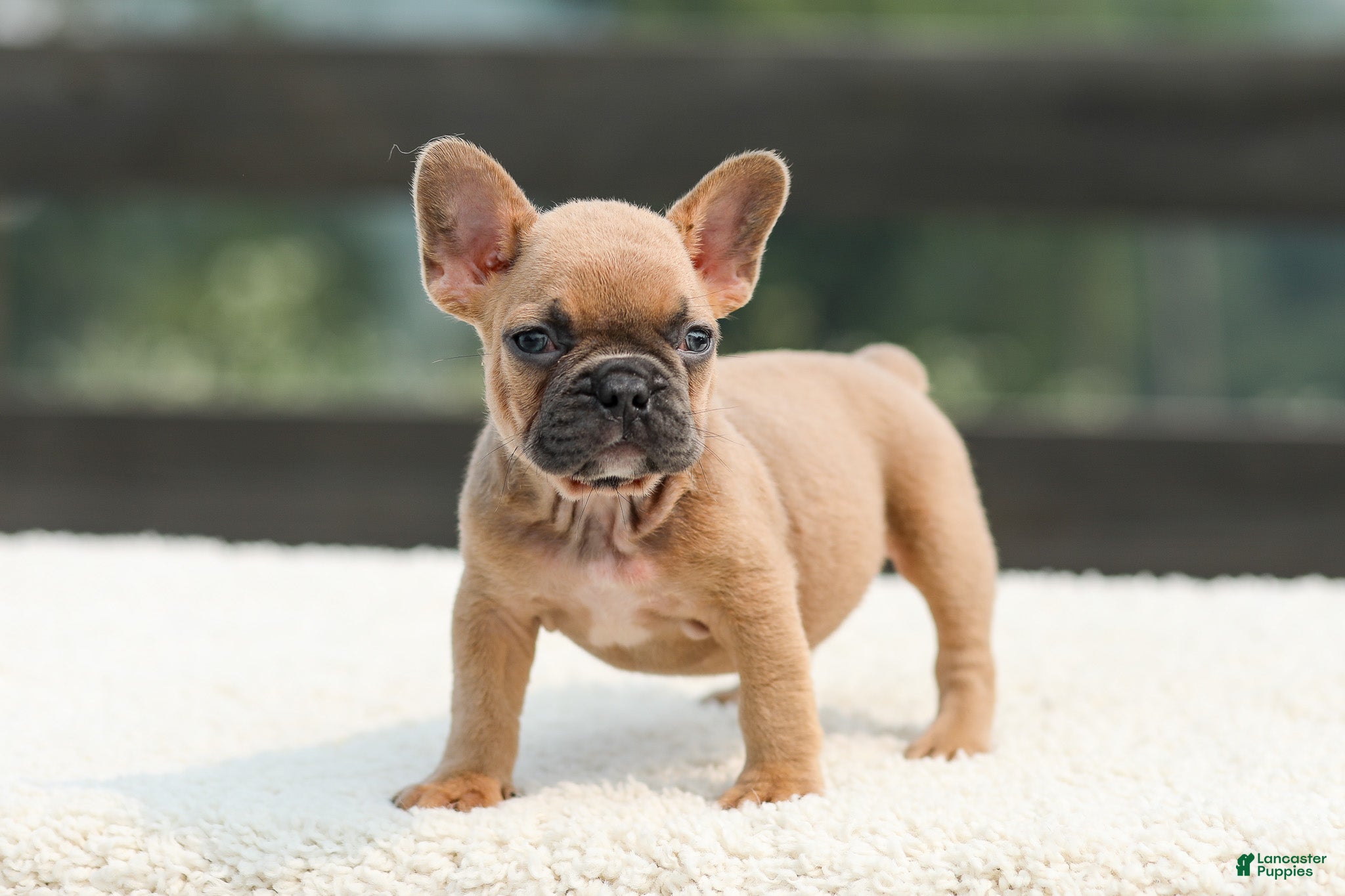 French Bulldog dogs Ian - Ad 2