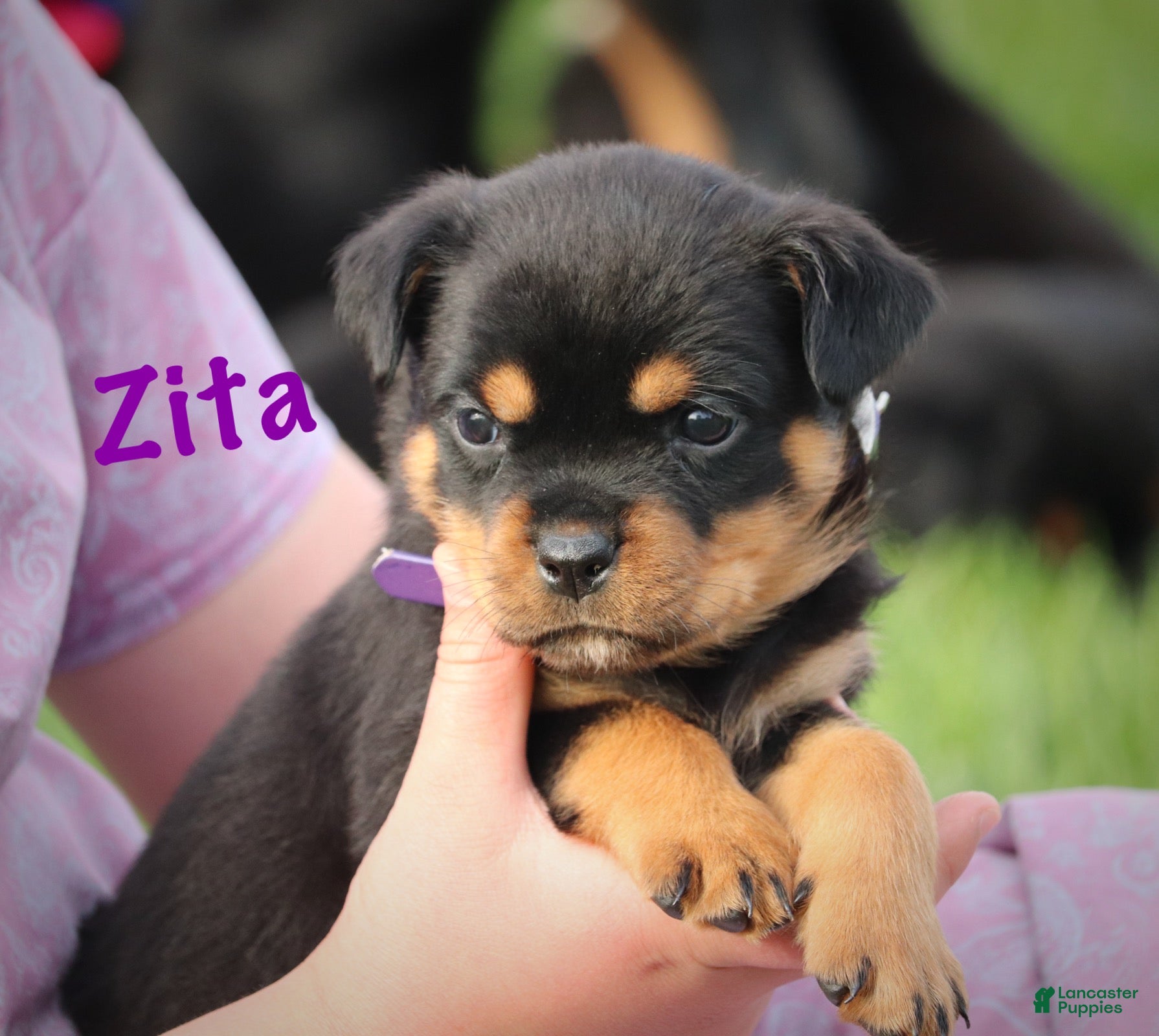 Rottweiler dogs Zita w LONG TAIL  - Ad 2